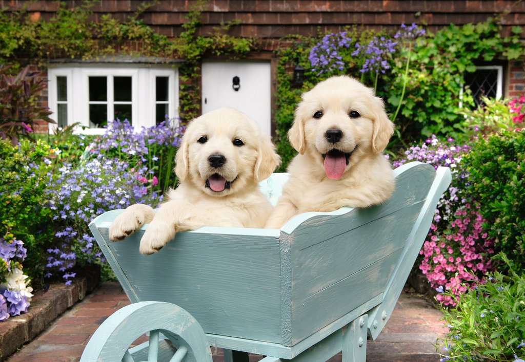 200-teiliges Puzzle - Golden Retriever