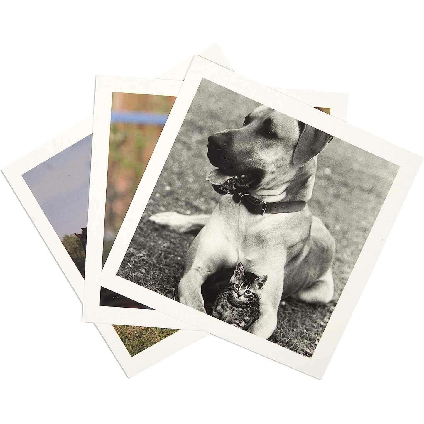 Souvenir karten-Tiere (Englisch)